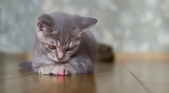 Dlaczego koty gonią wiązkę z wskaźnika laserowego?