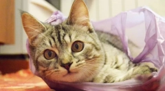 Dlaczego koty lizają pakiety?