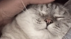 Dlaczego koty kochają, gdy się głaszczą?