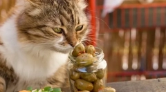 Dlaczego koty kochają oliwki?