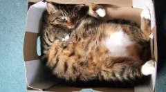 Dlaczego koty kochają paczki i pudełka