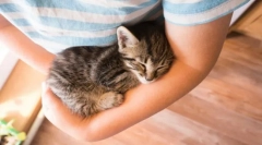 Dlaczego koty murchat?