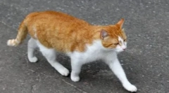 Dlaczego koty znajdują drogę do domu