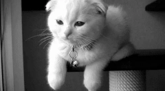 Dlaczego koty nie mrugają?