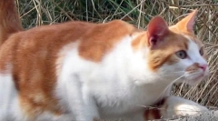 Dlaczego koty nie są łamane podczas upadku?