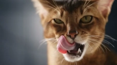 Dlaczego koty lizają?