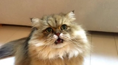 Dlaczego koty otwierają usta podczas wąchania