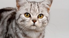 Dlaczego koty przynoszą myszy swoim właścicielom