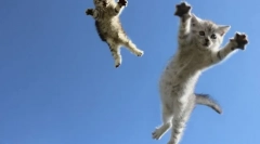 Dlaczego koty terenowe na 4 łapach: wyjaśnienie naukowe