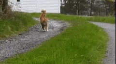 Dlaczego koty falują ogon?