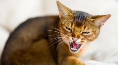 Dlaczego koty syczą?