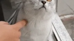 Dlaczego koty patrzą w pustkę?