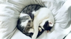 Dlaczego koty śpią z właścicielami?