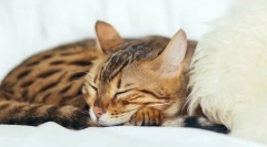 Dlaczego koty śpią tak bardzo?