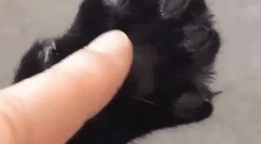 Dlaczego koty pazur powodują?