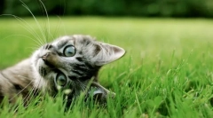 Dlaczego koty walcowały nogi: 8 odpowiada na jedno proste pytanie