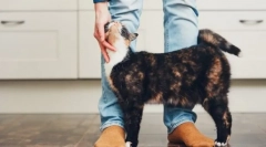 Dlaczego koty pocierają o nogach?