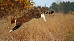 Dlaczego koty zostawiają dom?