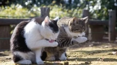 Dlaczego koty umyją koty, ale nie ma psów