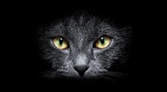 Dlaczego koty widzą w ciemności