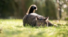 Dlaczego koty życzą ogona?