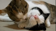 Dlaczego koty lizają się?