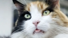 Dlaczego koty stawiają język?