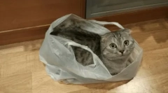 Dlaczego kot liże pakiety polietylenowe i jak odważyć go od tego przyzwyczajenia