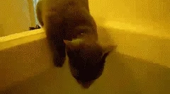 Dlaczego koty nie lubią wody?