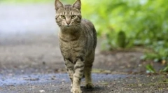 Dlaczego koty nie biorą korzenia w domu: przyczyny i znaki