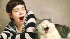 Dlaczego koty ziewają