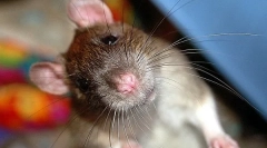 Dlaczego szczur puka, kliknie i skrzypienie zębami