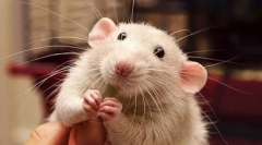 Dlaczego szczur uśmiecha się i śmieje