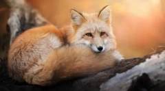 Dlaczego lis uważa się za spryt?