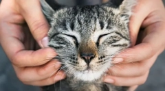 Dlaczego ludzie kochają koty?