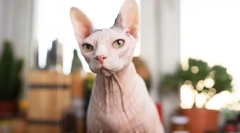 Dlaczego ludzie nie lubią kotów?