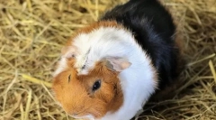 Dlaczego świnka morska nazywała się świnką morską