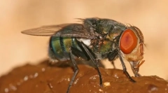 Dlaczego leci jak obornik?