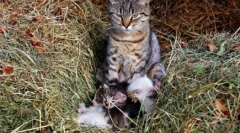 Dlaczego kot murchat: tajemnicze tajemnice puszyste zwierzęta