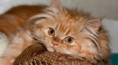 Dlaczego kochamy koty - opinia eksperta