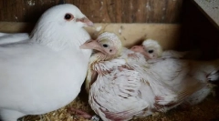 Dlaczego nigdy nie widzimy piskląt gołębi. Ukrywają je?