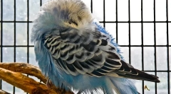 Dlaczego była falistą papugą