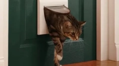 Dlaczego nasze koty nie lubią zamkniętych drzwi?