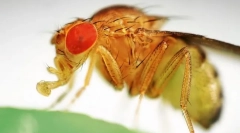 Dlaczego owoce latające tak miłość genetyka?