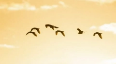 Dlaczego ptaki latają na południe?