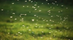 Dlaczego moskitoes pianista?