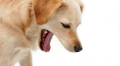 Dlaczego psa bluesa?