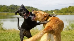Dlaczego pies pędzi na innych psach?