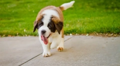 Dlaczego pies często oddycha?