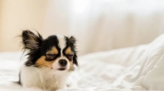 Dlaczego pies często pobiera?